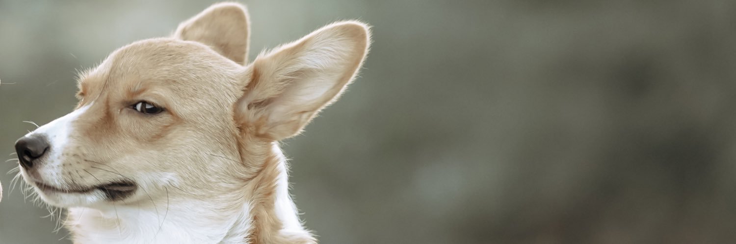carapardini's profile banner image