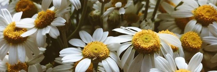 snflwrtea's profile banner image