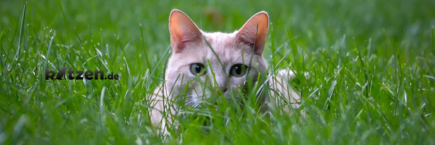katzen_de's profile banner image