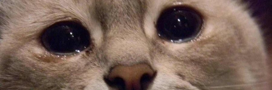 я летучья мышь banner