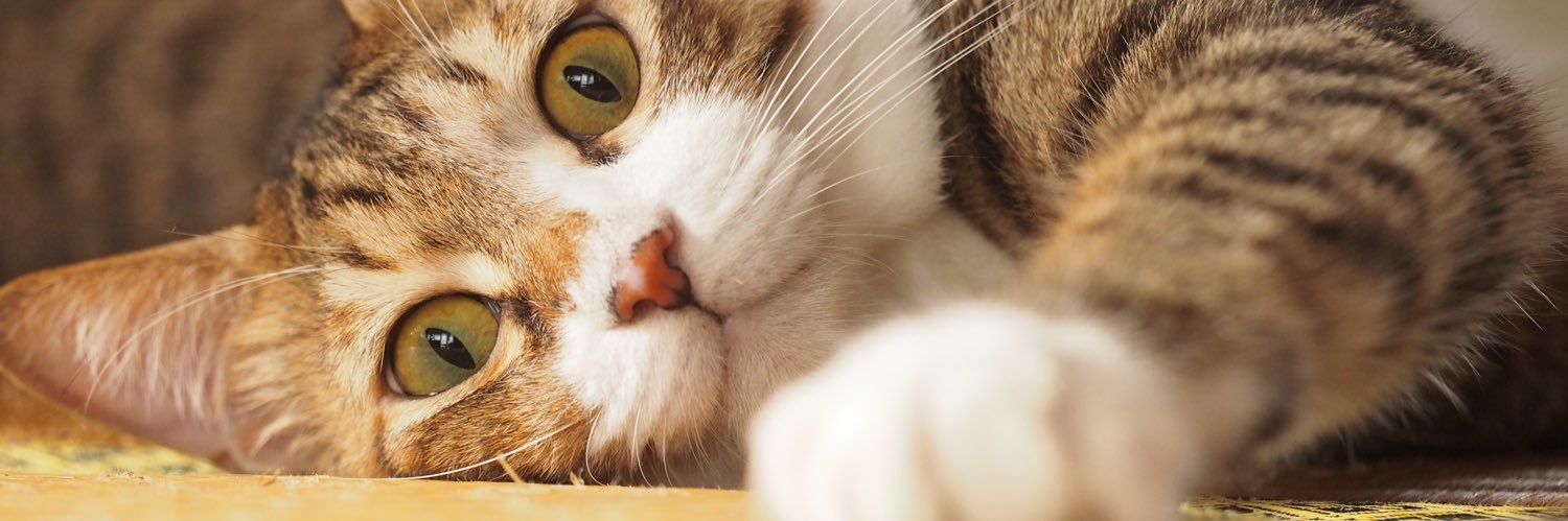 くらげねこ's banner