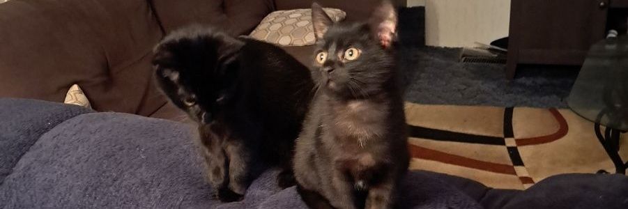 🌊#VillainsGrind 🖖🏻 banner