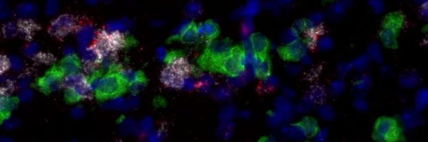 AMASerotoninLab Profile Banner