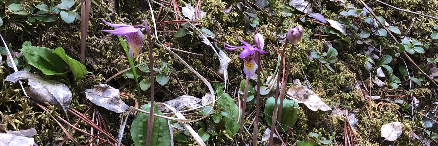 FoothillsOrchid's profile banner image