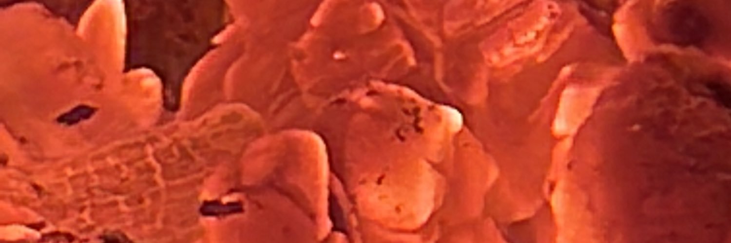 ER1960's profile banner image