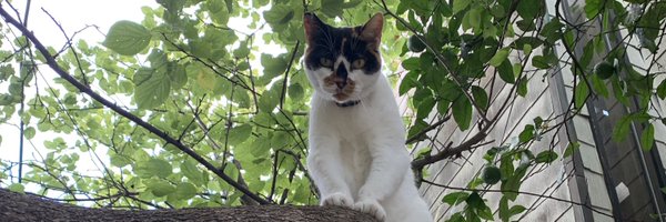 CINEMAAMIGO Profile Banner