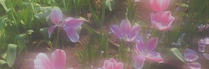 🍀🧚‍♀️ banner