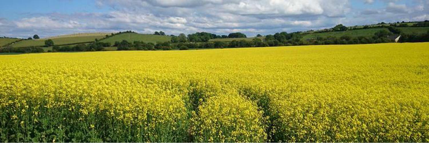 Donegal Rapeseed Oil banner