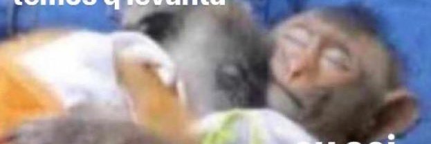 Rato toni 🦝 banner