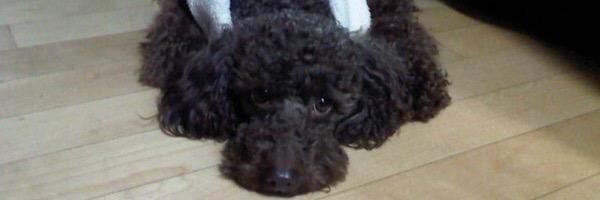 rainieangel's profile banner image