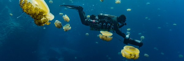 divesoft Profile Banner