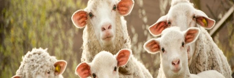 Sheep disrespector banner