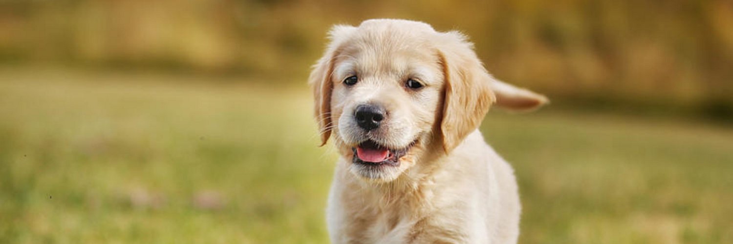 Dogs Pleasant banner