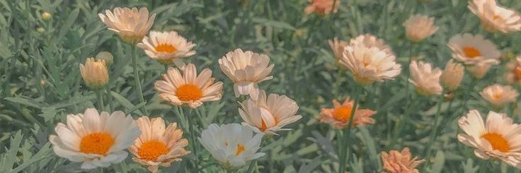 d.🌼 banner