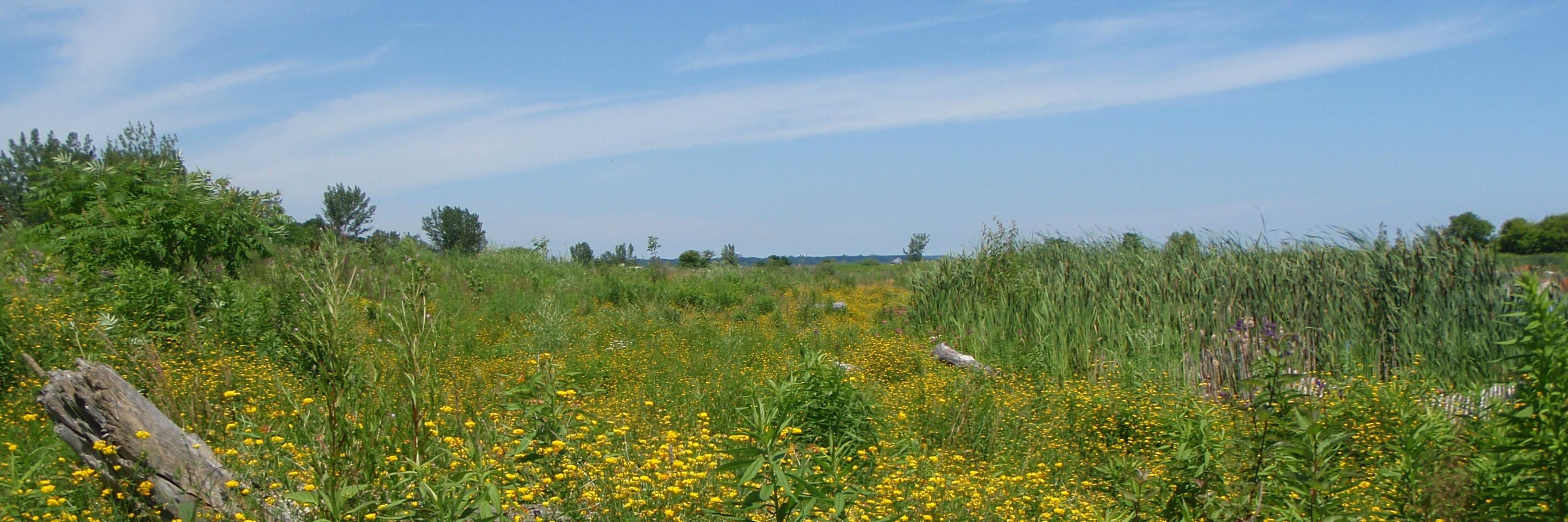 TorontoBirds's profile banner image