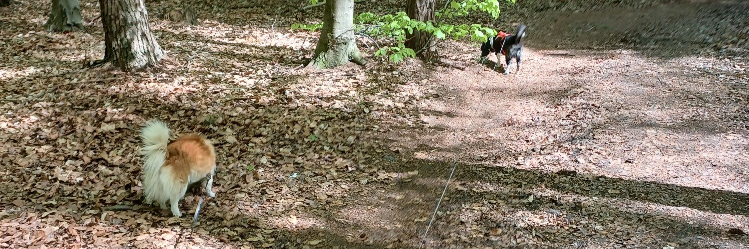 Minister Charlie +Assistentinnen banner