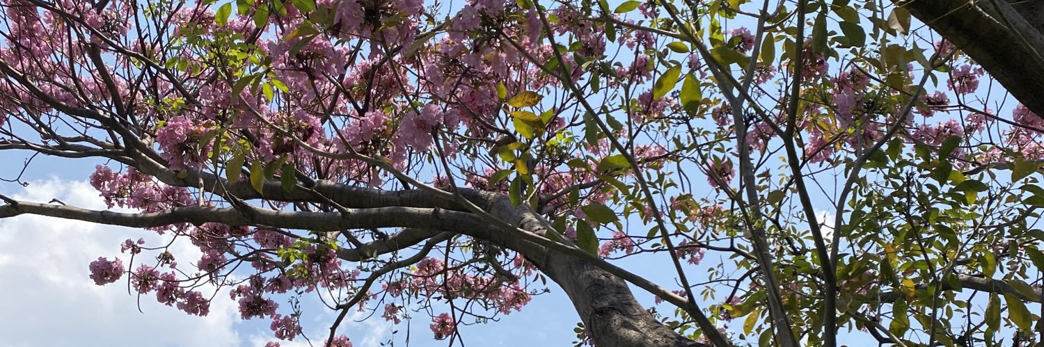 freesia_tm's profile banner image