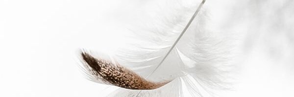 Feather_Girl_'s profile banner image