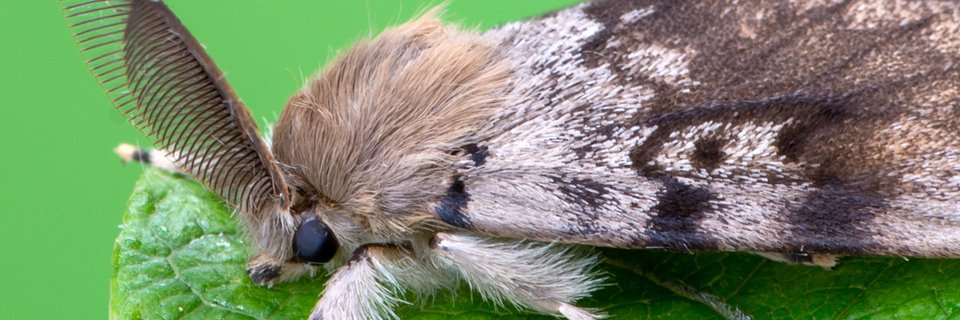 Moth Propaganda 💗🏳️‍🌈💗 banner