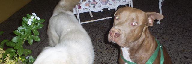 yenysalvarez's profile banner image