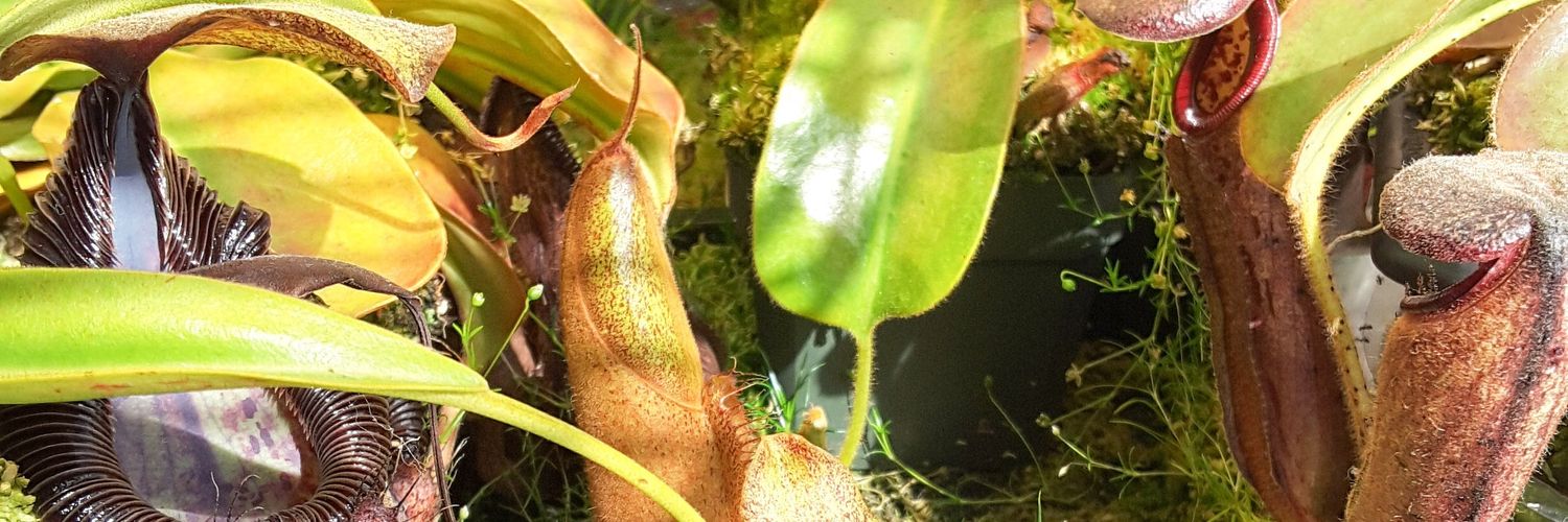 youPlants's profile banner image