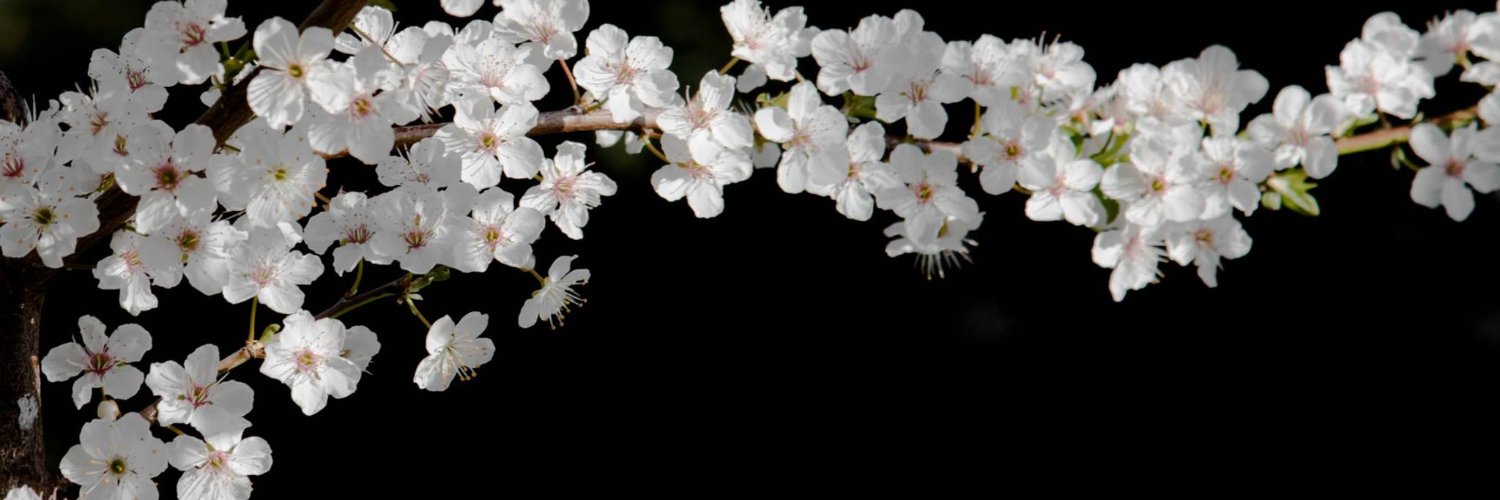 SF23sos's profile banner image