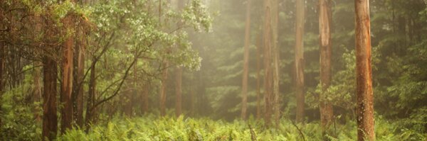 ikroosh Profile Banner