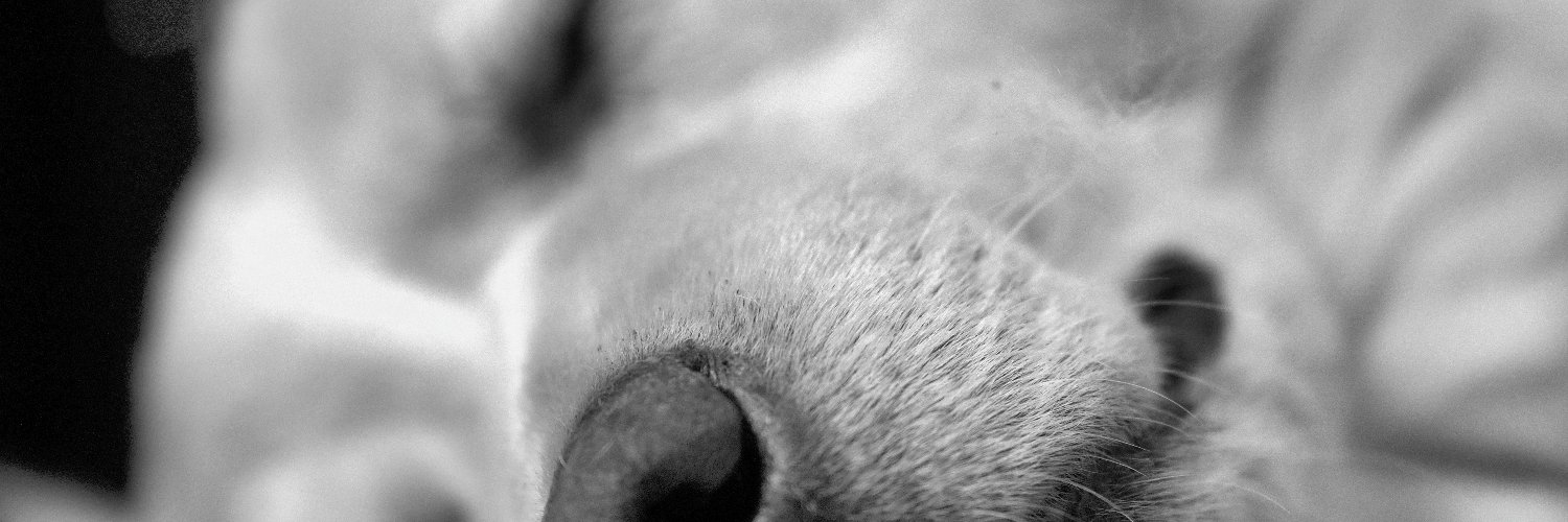 Chris Hide 🟤⚪🔴🏴‍☠️ banner