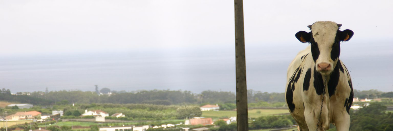 Snitchells's profile banner image