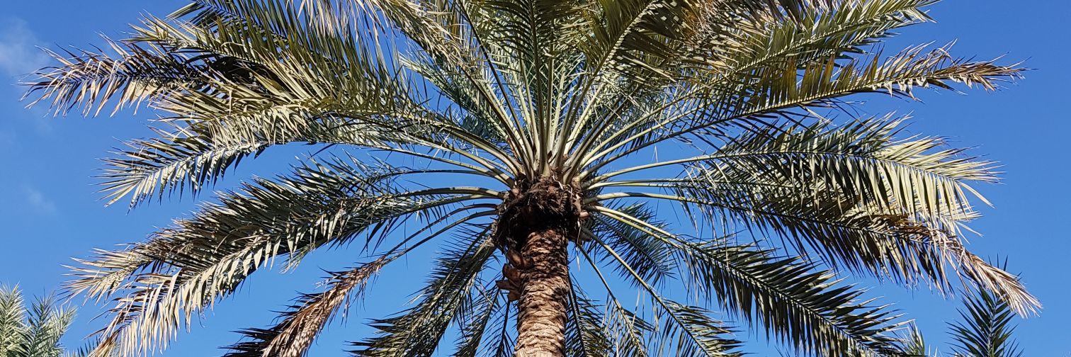 Dr Amal El-Sawad banner