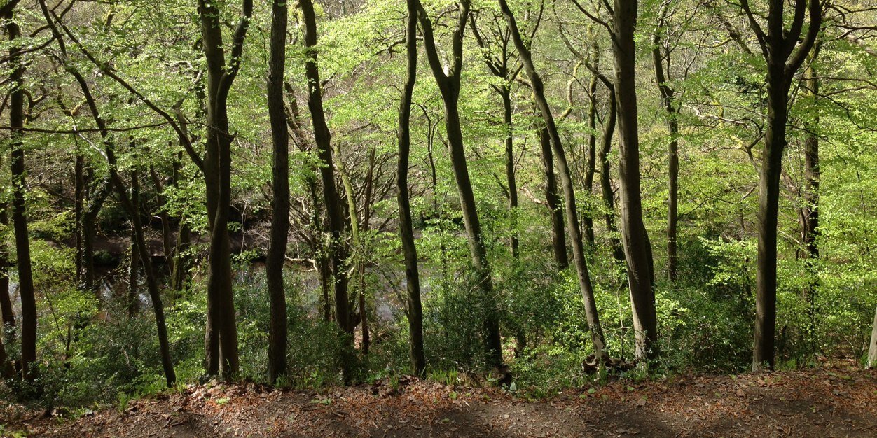 Cherry-Ann Waldron banner