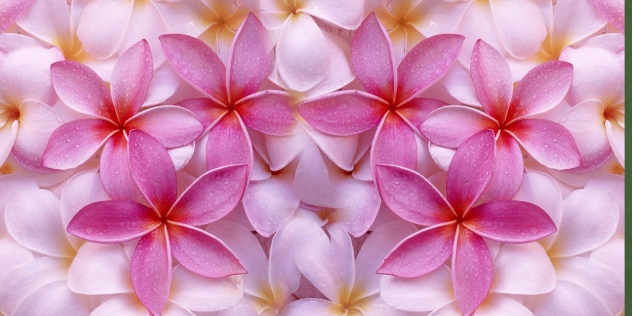 Ellysteff's profile banner image