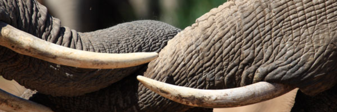 KuduRidgeAddo's profile banner image