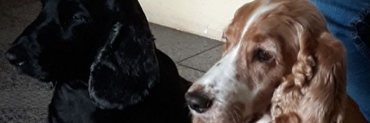 Pedroivaldo's profile banner image