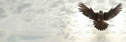 Ingrid Brouwer🐬 banner