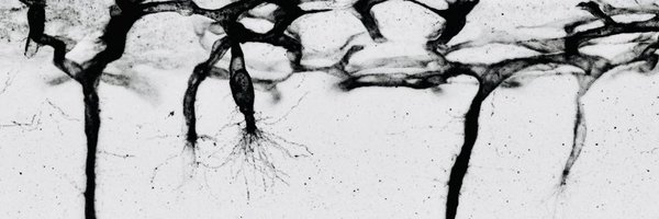 ginzark Profile Banner