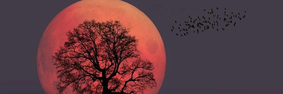 Perereca demente banner