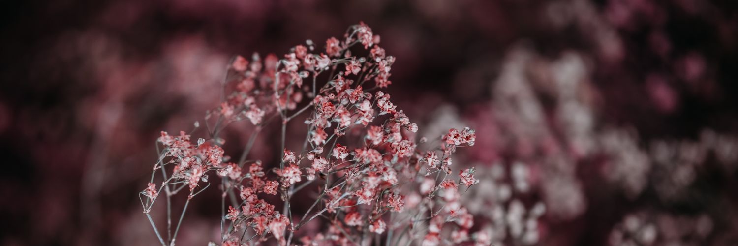 Kate Bloom banner