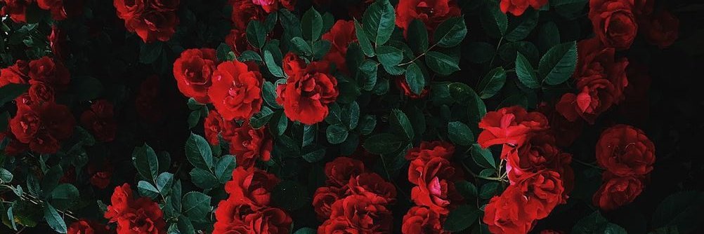 wutvitw's profile banner image