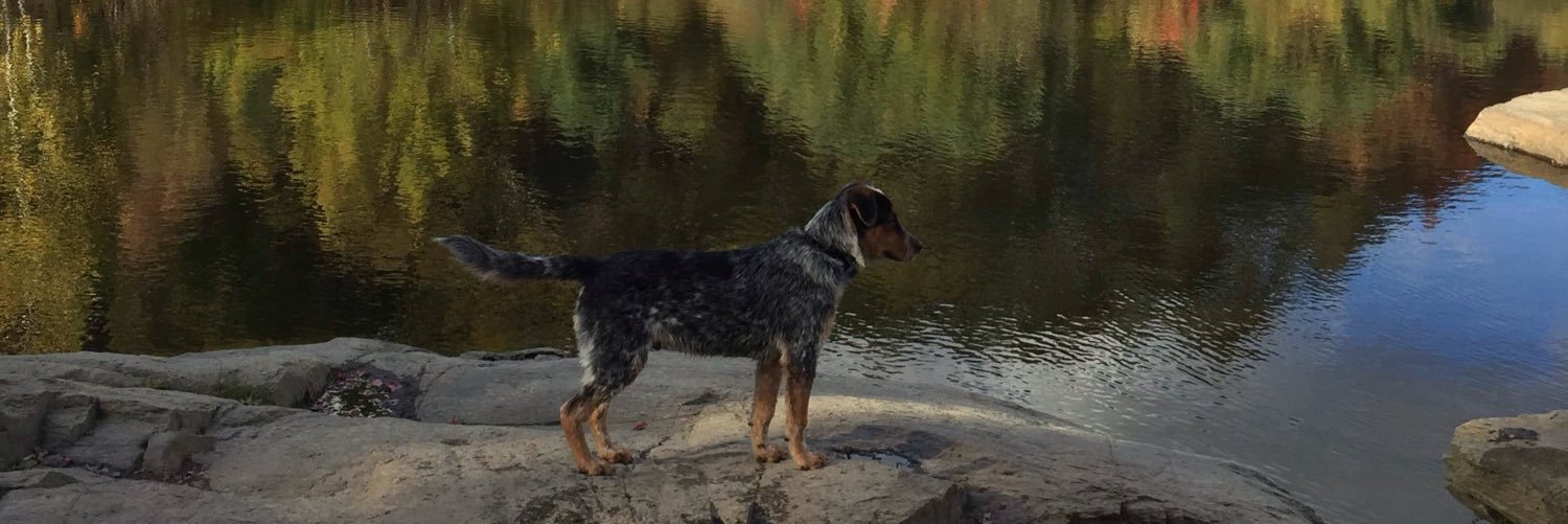 callahandogs's profile banner image