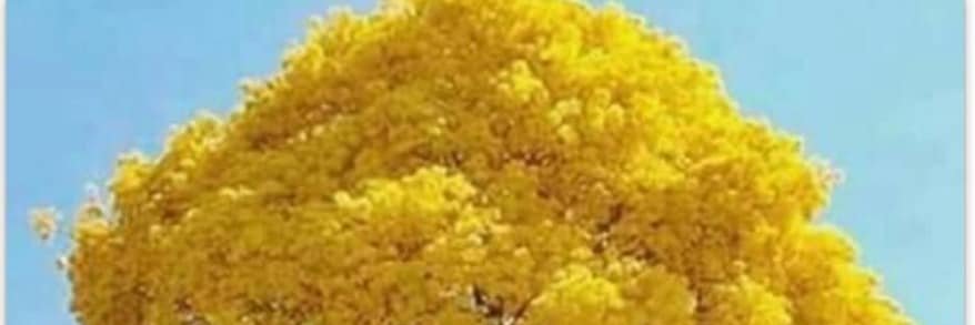 bblancor's profile banner image