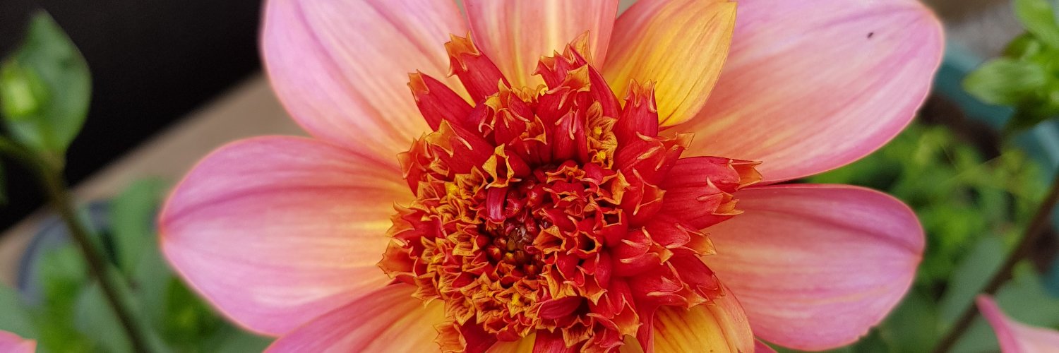 Sylvia - Of the forest banner