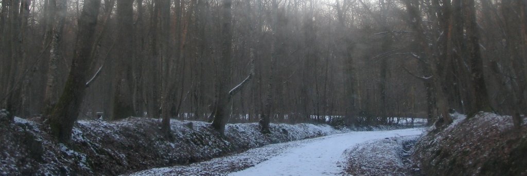 Ariana Harwicz's banner