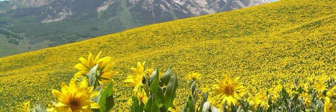 cbwildflowers's profile banner image