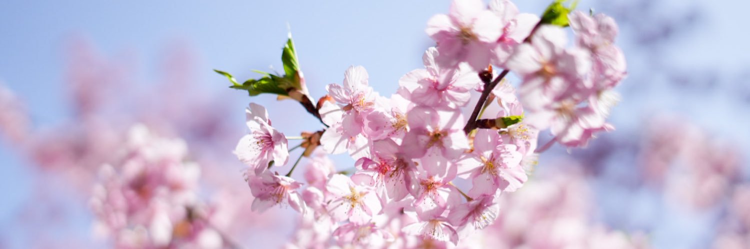 tanenotugi's profile banner image