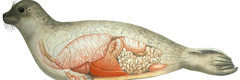 arnau_edredon's profile banner image