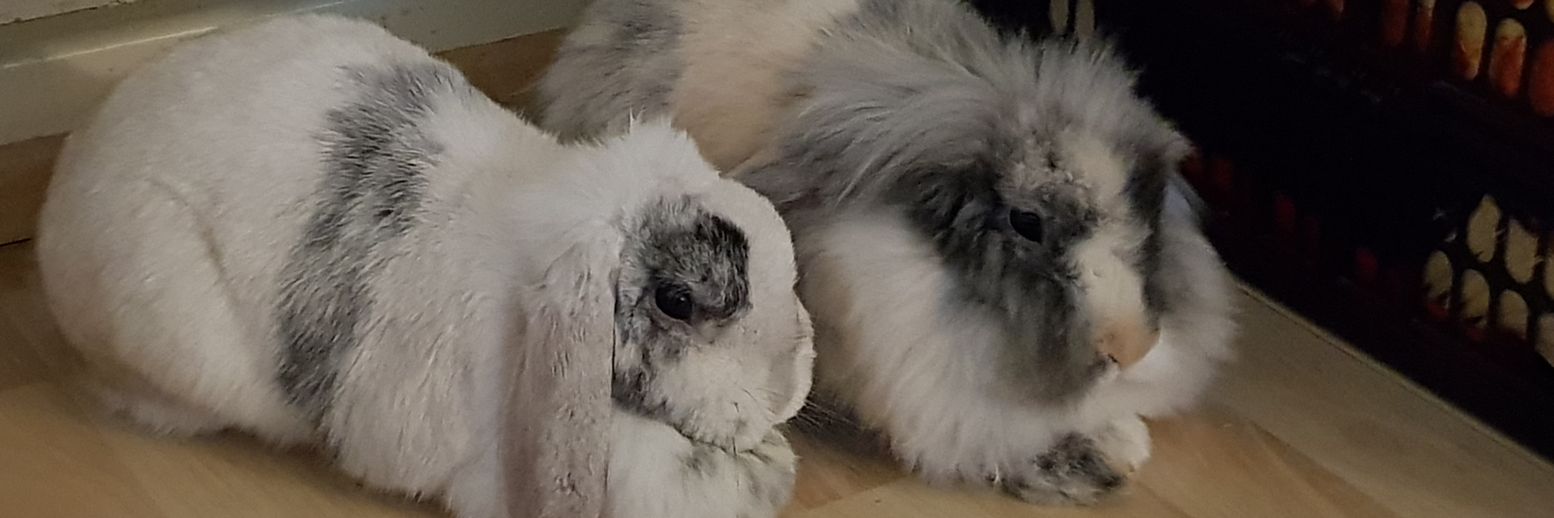 Skyler 🐰 banner