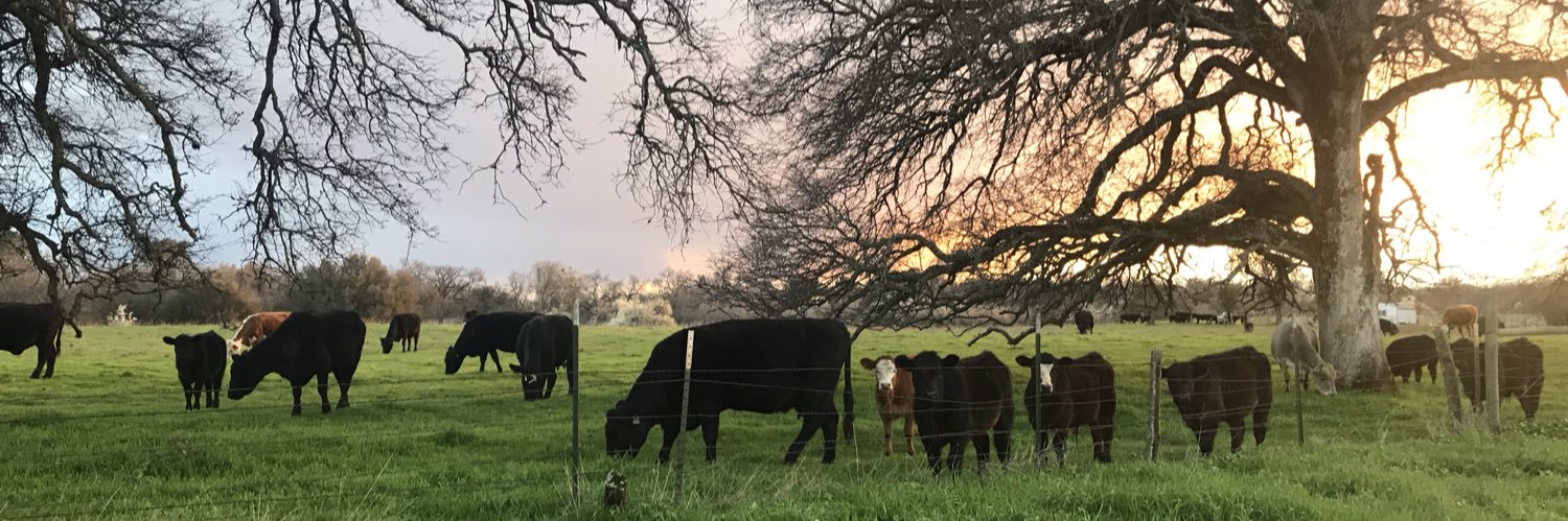 MackElf's profile banner image