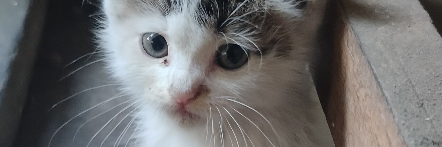 ellynrlaili's profile banner image