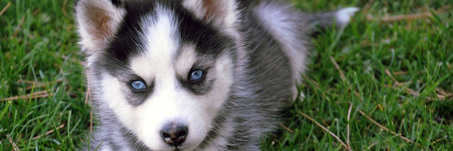 Nkisu🇿🇲🇦🇷💙 banner